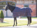 SALE-SHIRES TEMPEST PLUS 100 STABLE RUG